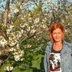 albero di ciliegie duroni con Rossi Roberta
